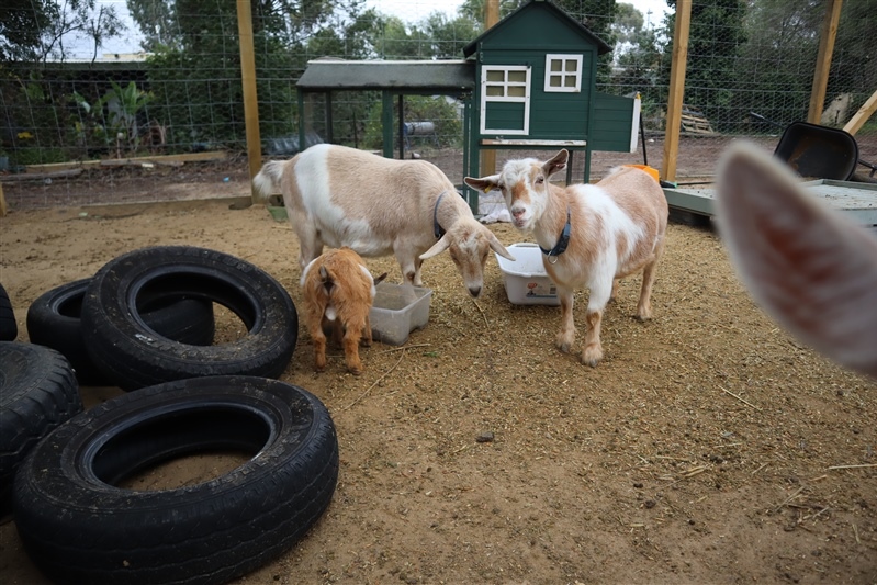 New additions to our farm enclosure