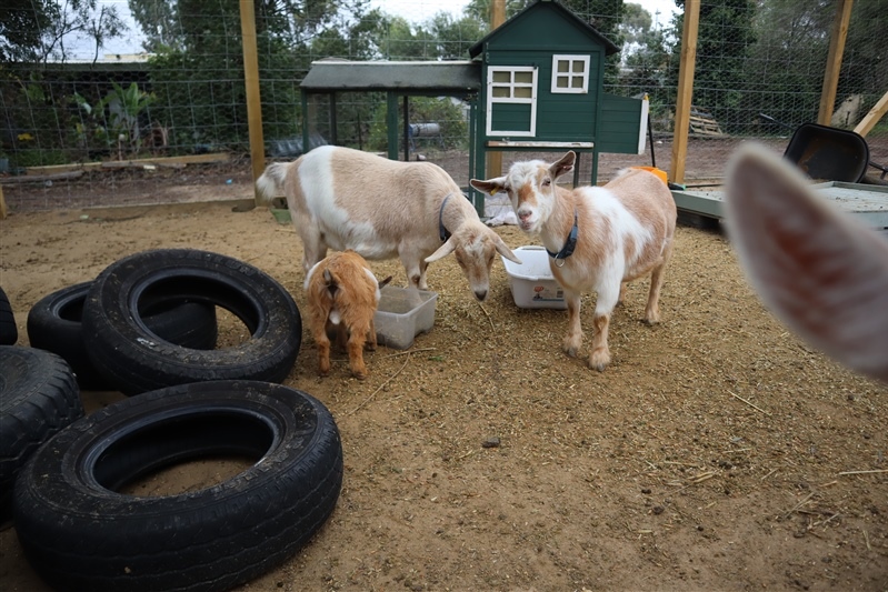 New additions to our farm enclosure